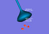 Glut4