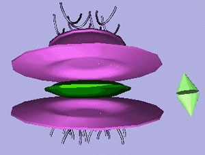 CelDesmosom102