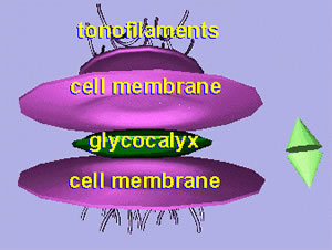 CelDesmosom102a