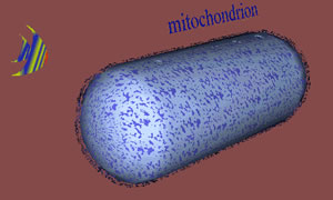 CelMitoh101