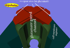 Glut1