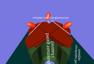 Glut5