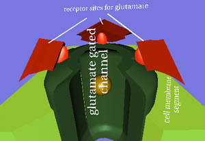 Glut7