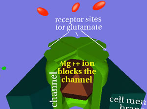 Nmda3