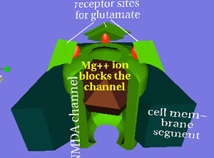 Nmda4