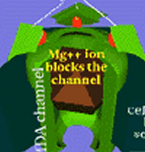 Nmda8