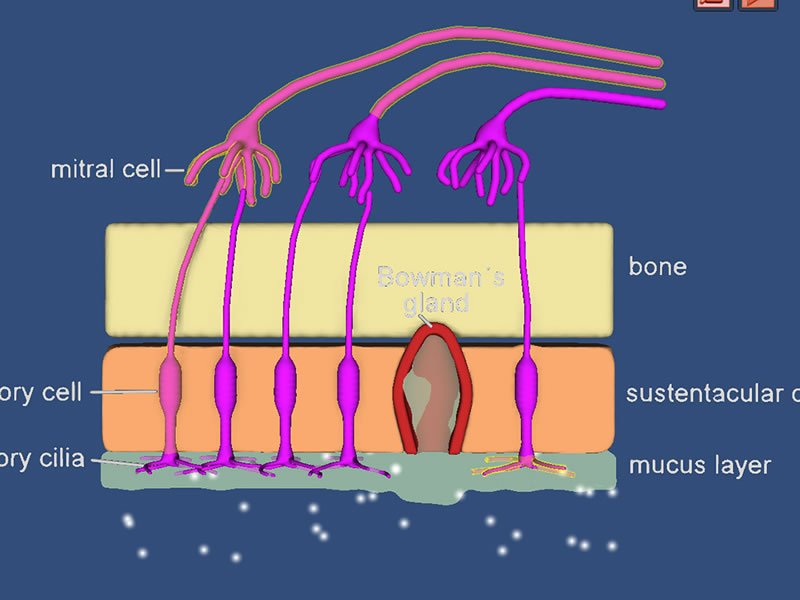 www.bioanim.com